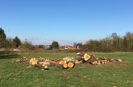 Who can Provide Emergency Tree Removal - tree felling in a field
