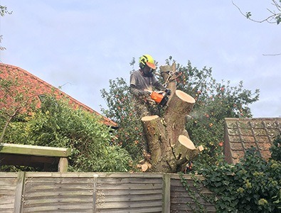 tree felling Northampton, Milton Keynes, Bedford