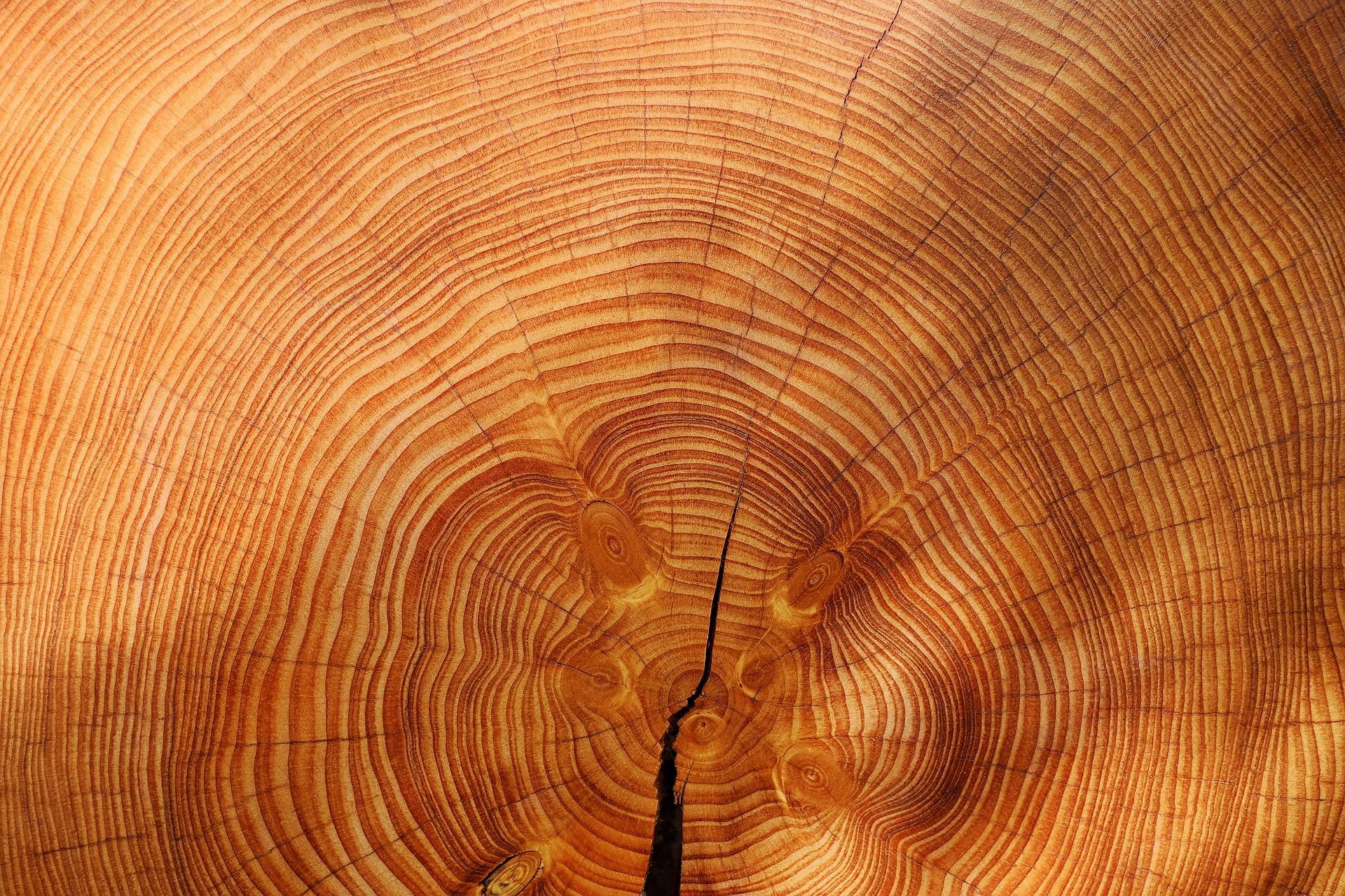 professional arboriculturist tree survey