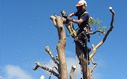 Tree Removal for Land Clearance